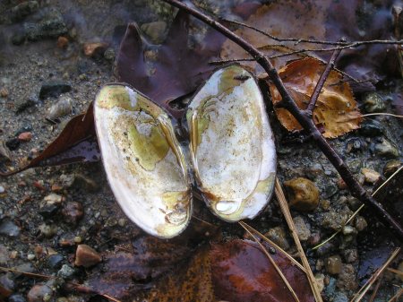 Wild freshwater mussel 2