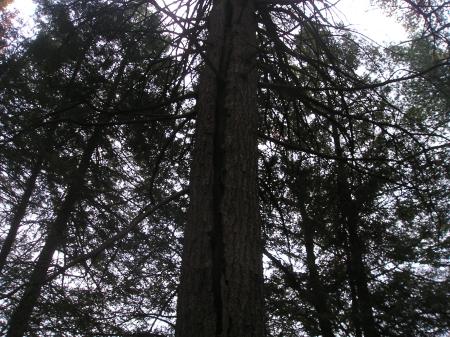 Big old fir